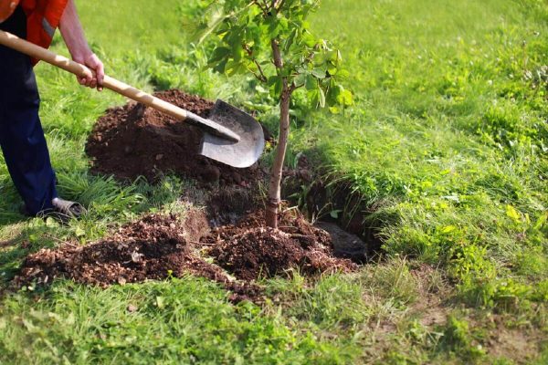 Gardening Service