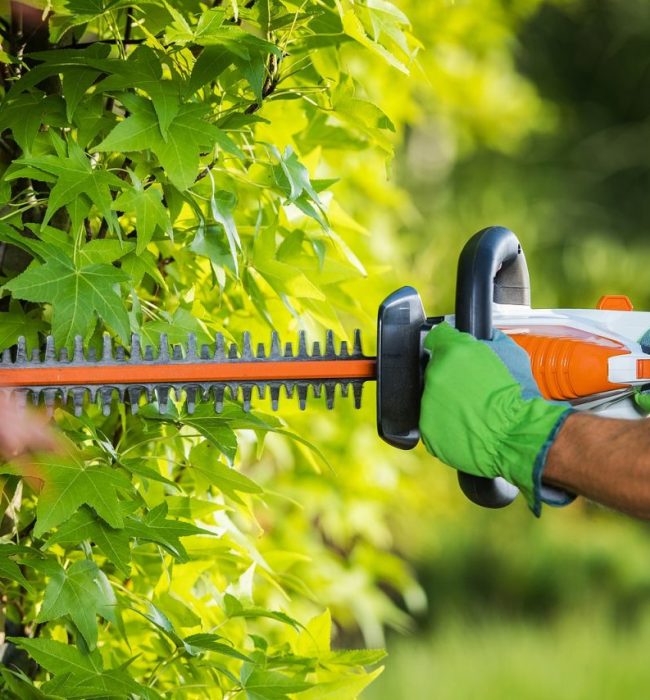 hedge triming