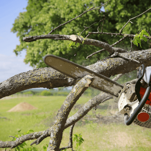 Tree CARE Service