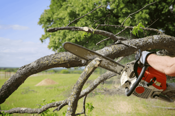 Tree CARE Service