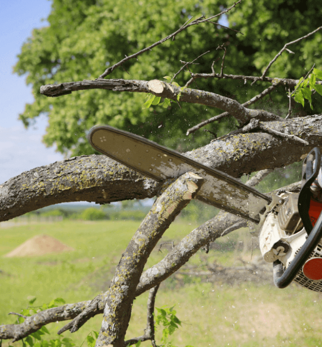 Tree CARE Service